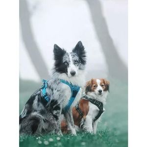 TRUE LOVE Adjustable Reflective No-Pull Harness - Small Dogs, Safety and Control